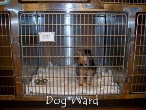 dogward-300x226